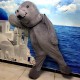 Sea Lions Walrus Mascot Costume